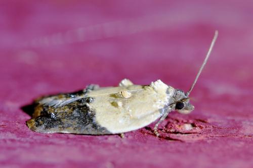 Réf. 333 749 : Acleris variegana